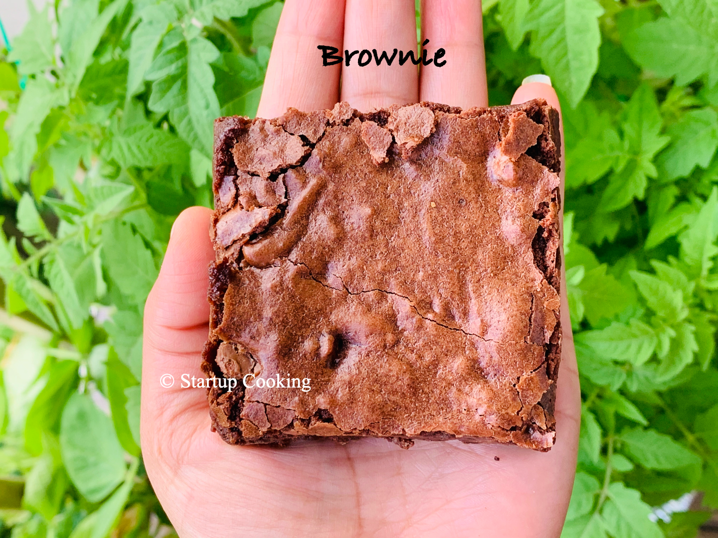 homemade brownies