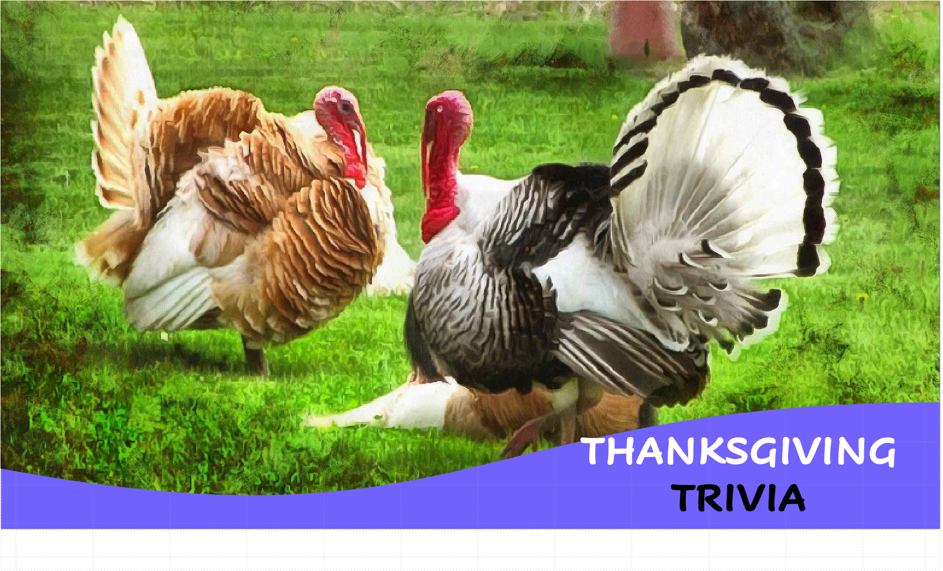 Thanksgiving Trivia Questions Startup 1