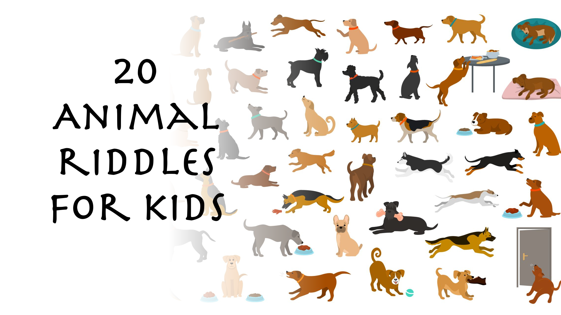 animal riddles